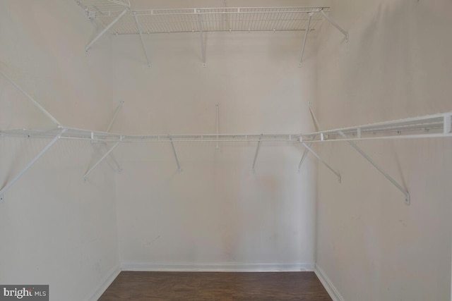 spacious closet featuring dark hardwood / wood-style floors