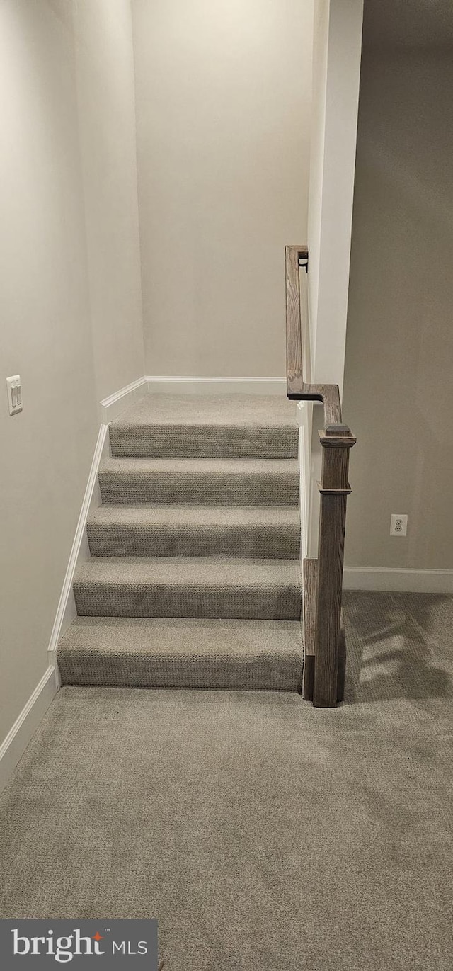 staircase featuring carpet floors