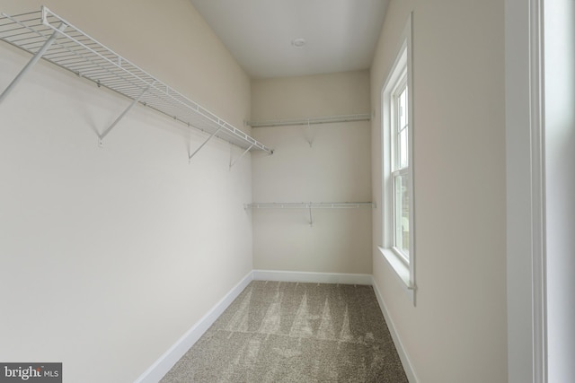 walk in closet featuring carpet floors