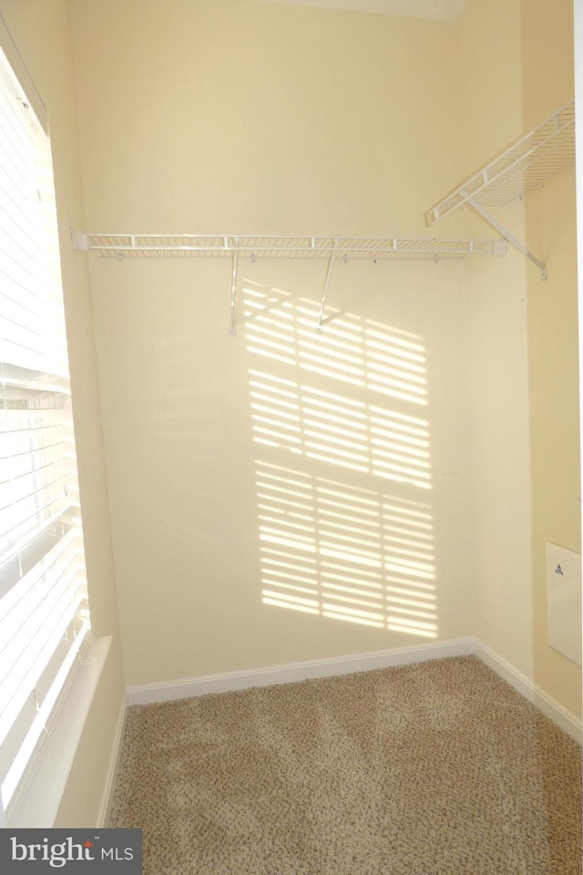 walk in closet featuring carpet