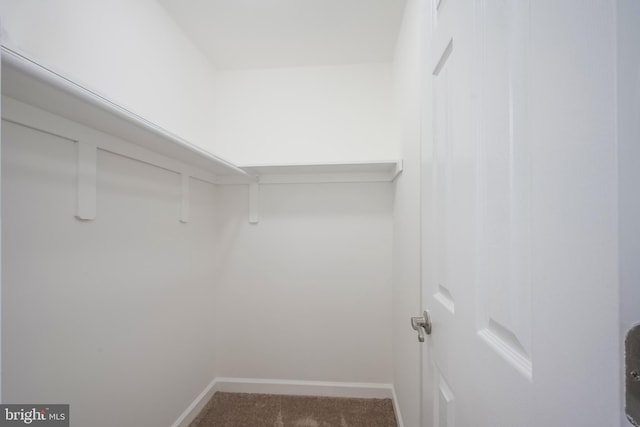 spacious closet featuring carpet