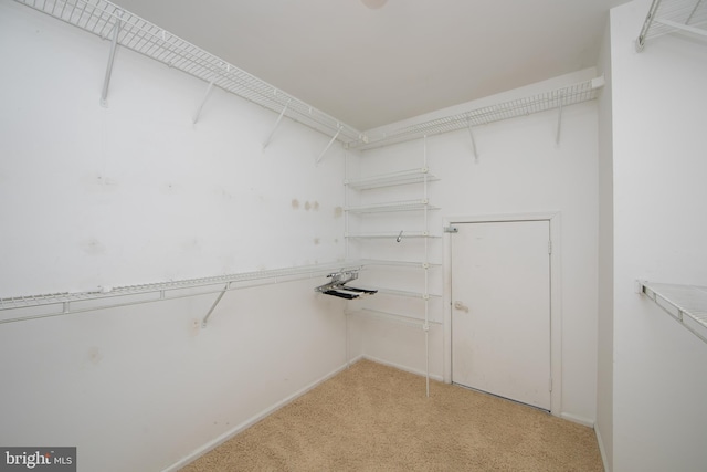 spacious closet featuring light colored carpet