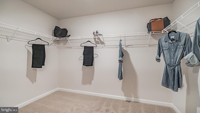 spacious closet with carpet flooring