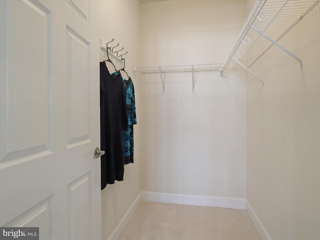 walk in closet with carpet floors