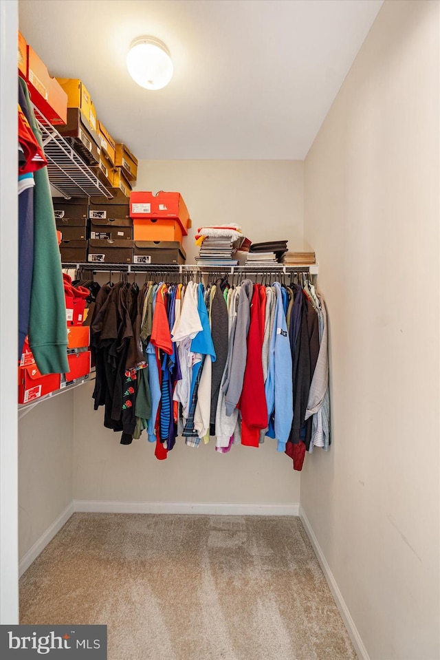 spacious closet featuring carpet flooring