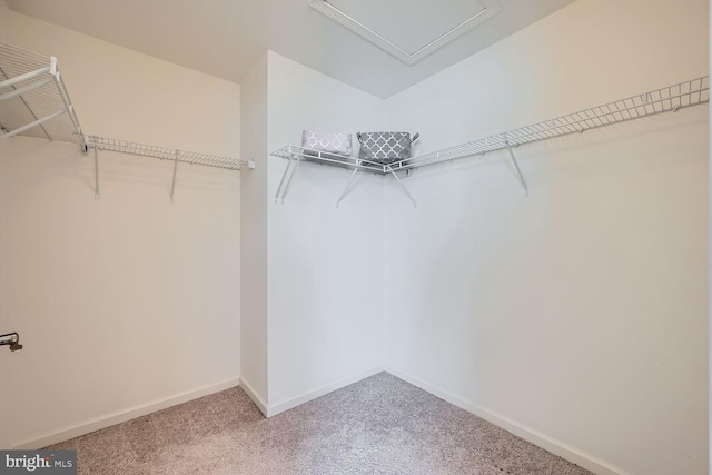 walk in closet with carpet