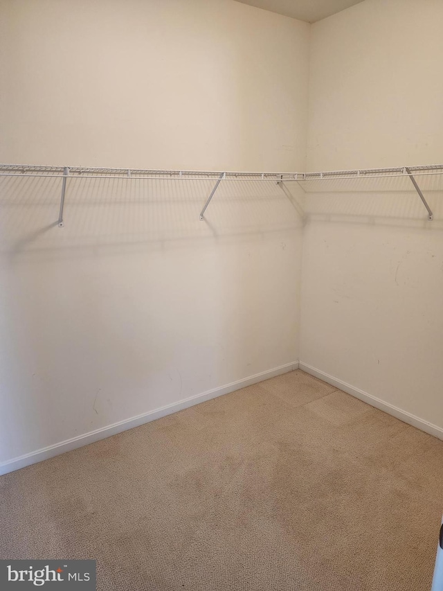 spacious closet featuring carpet