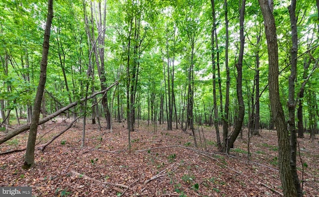 view of local wilderness