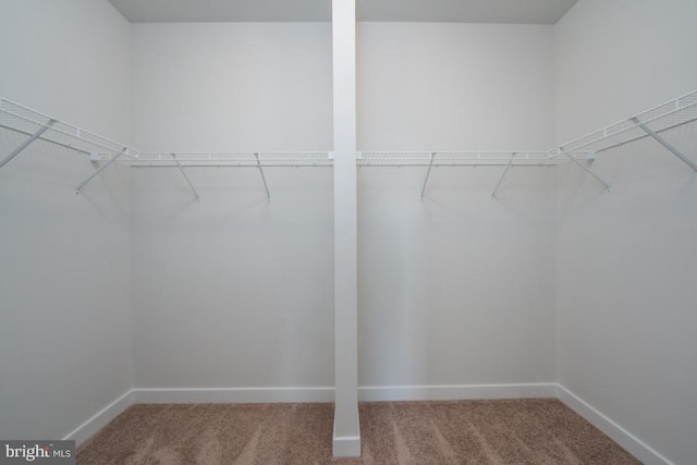 spacious closet featuring carpet