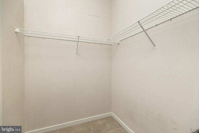 spacious closet with carpet floors