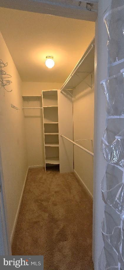 walk in closet with carpet floors