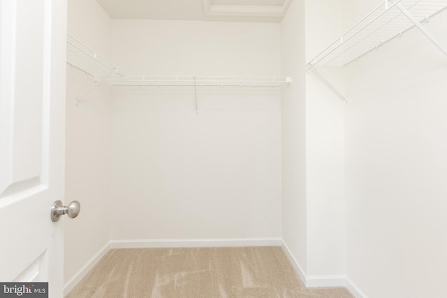 spacious closet featuring carpet flooring