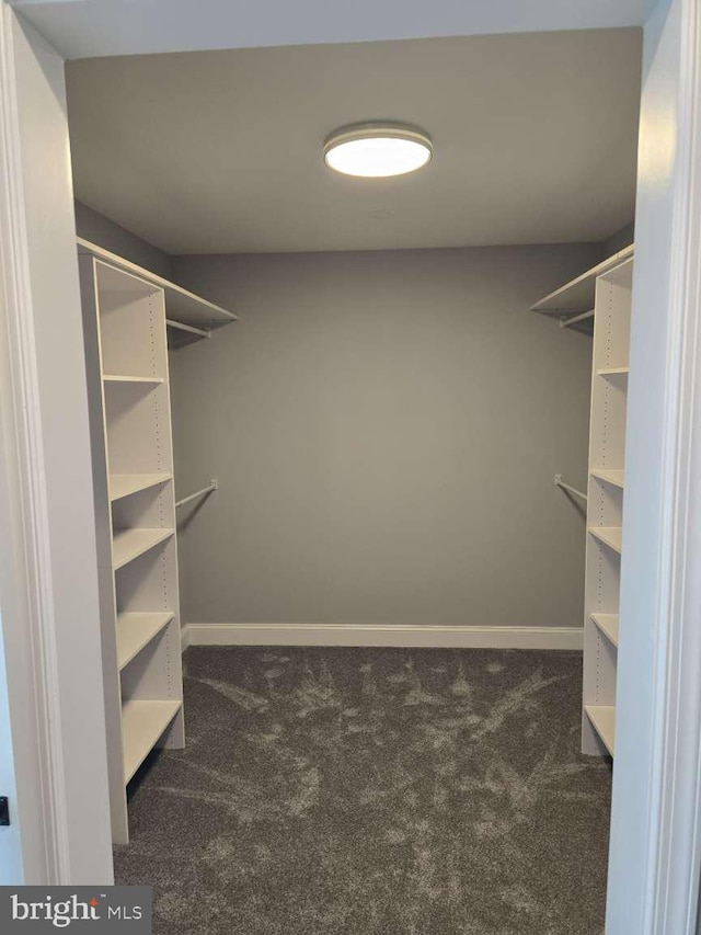 walk in closet featuring dark colored carpet