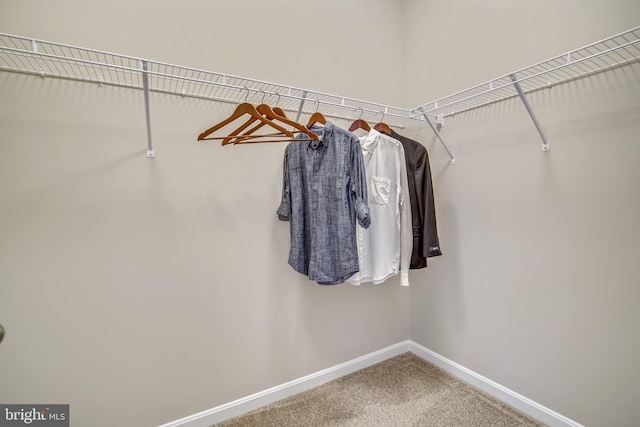 spacious closet featuring carpet floors