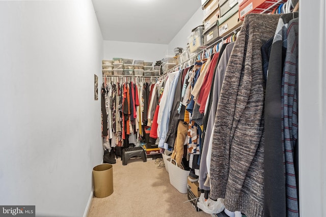 spacious closet featuring carpet flooring