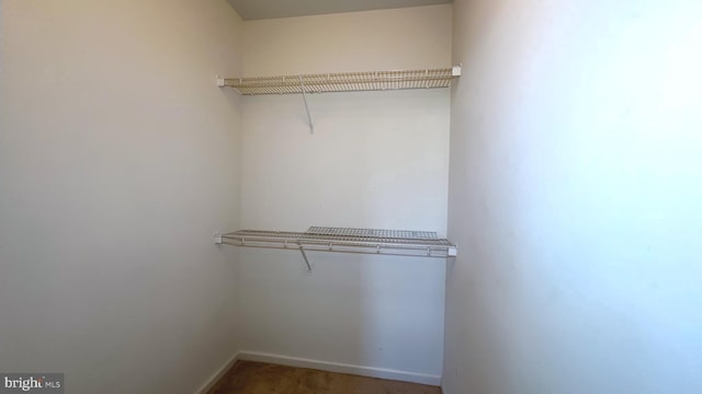 spacious closet featuring carpet flooring