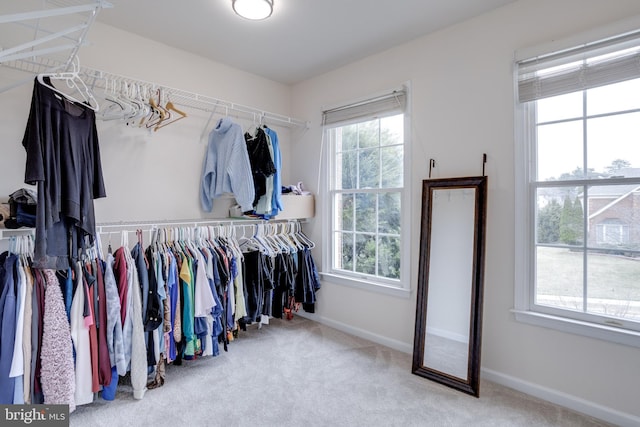 spacious closet featuring carpet flooring