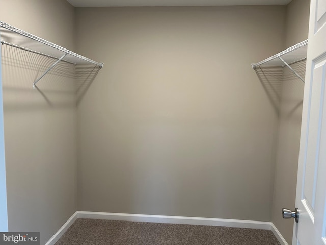 spacious closet featuring carpet