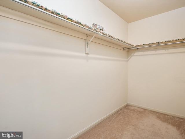 walk in closet with carpet floors