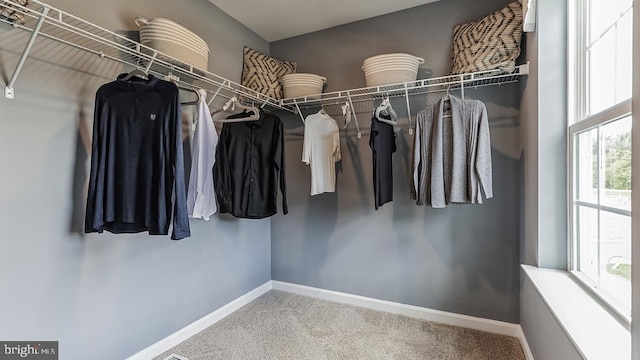 walk in closet featuring carpet