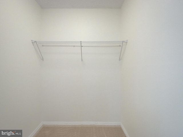 walk in closet featuring carpet