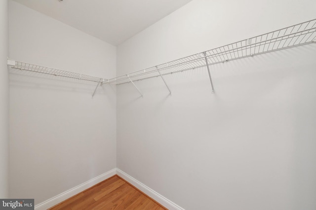 spacious closet featuring wood-type flooring