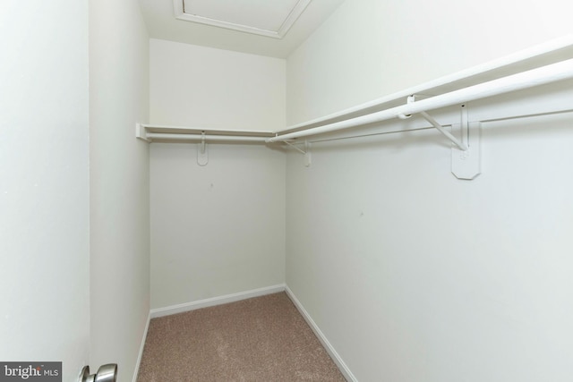 walk in closet featuring carpet flooring