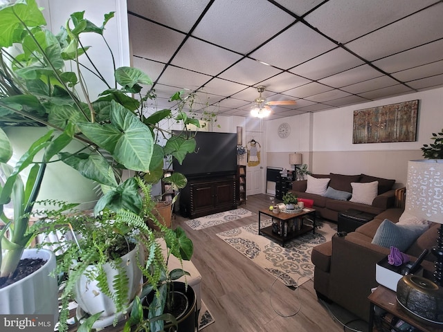 living room with hardwood / wood-style flooring, a drop ceiling, and ceiling fan