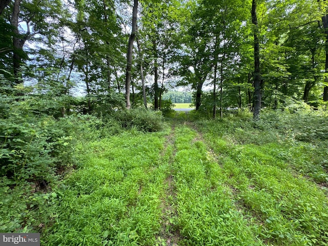 view of local wilderness