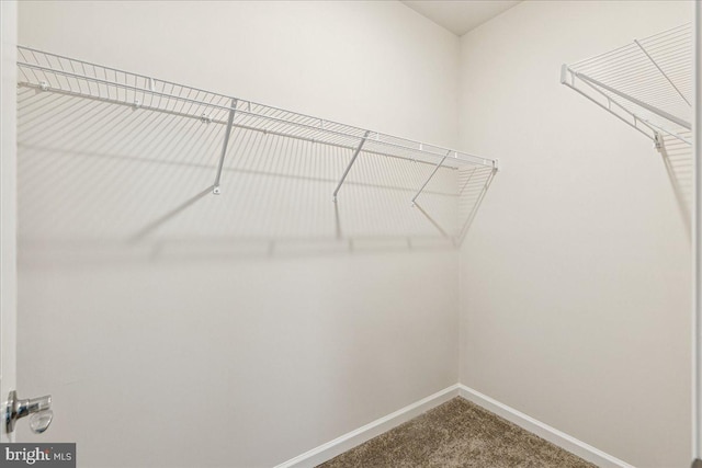 walk in closet with carpet flooring