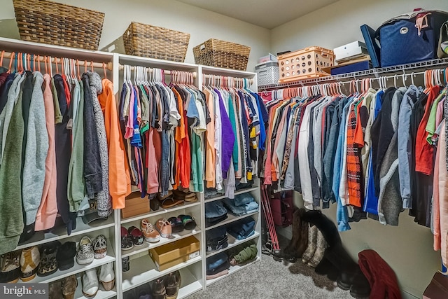 walk in closet with carpet flooring