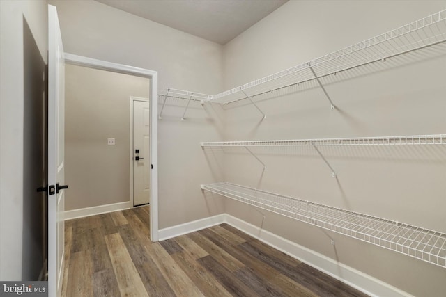 spacious closet featuring wood-type flooring