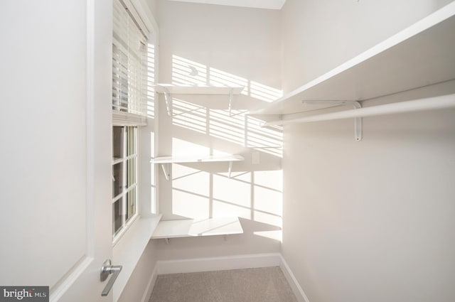 spacious closet with carpet