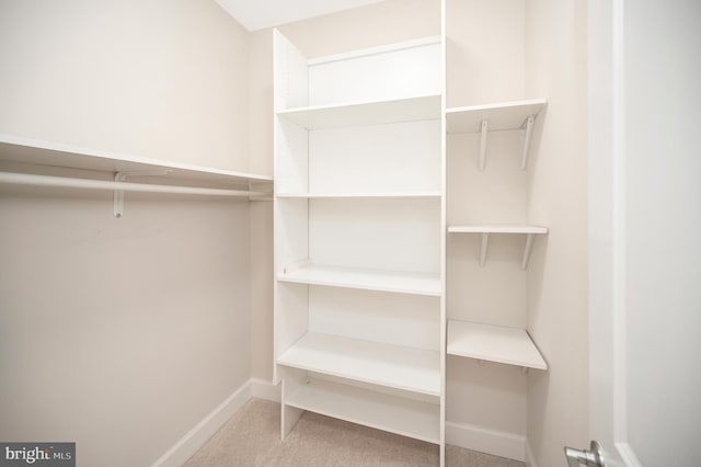 spacious closet featuring carpet flooring