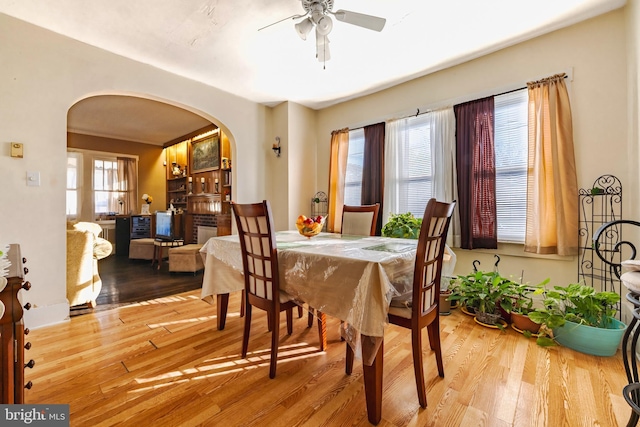 dining room with ceiling fan, a healthy amount of sunlight, and light wood-type flooring