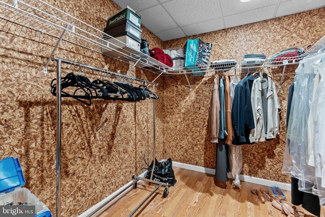 walk in closet featuring a paneled ceiling and hardwood / wood-style floors