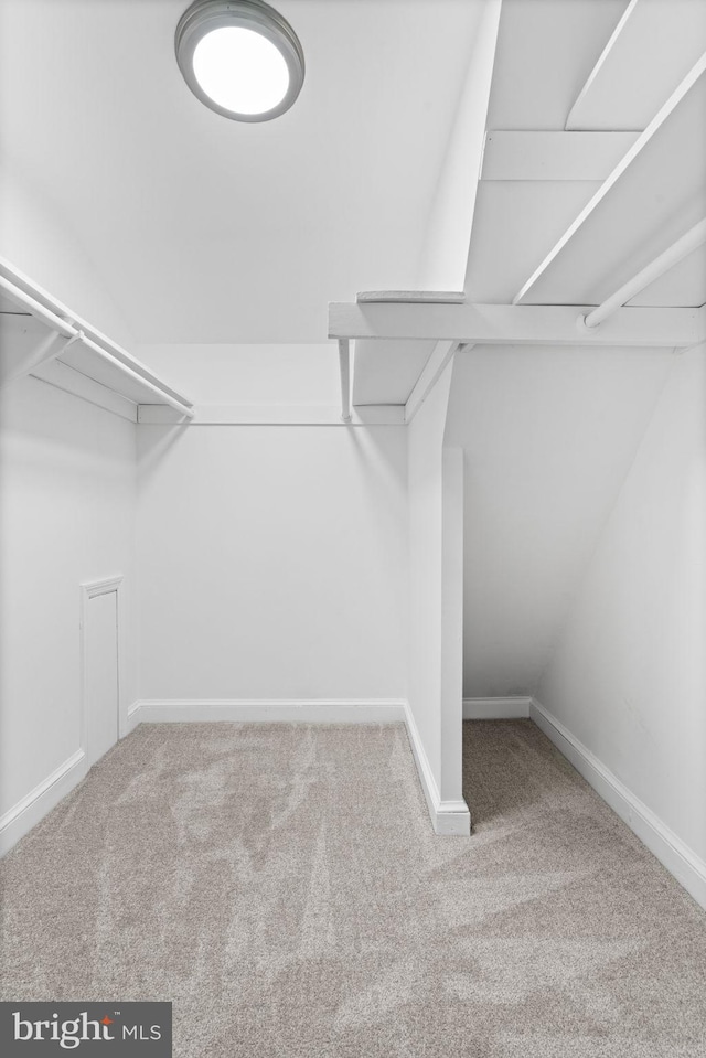 spacious closet featuring carpet