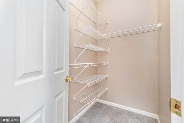 spacious closet featuring carpet floors