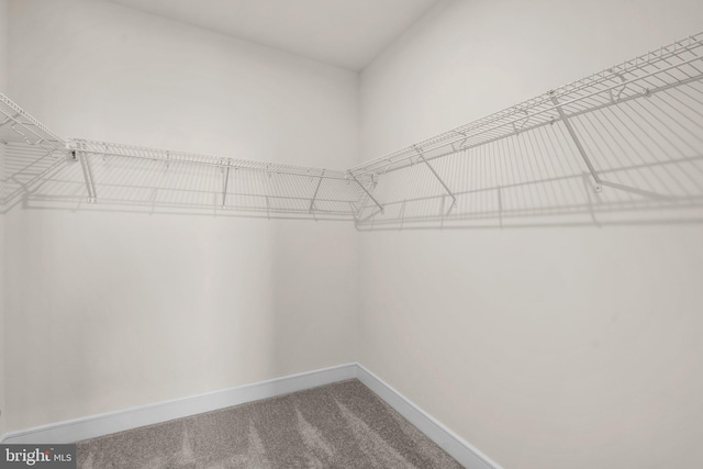 spacious closet featuring carpet flooring