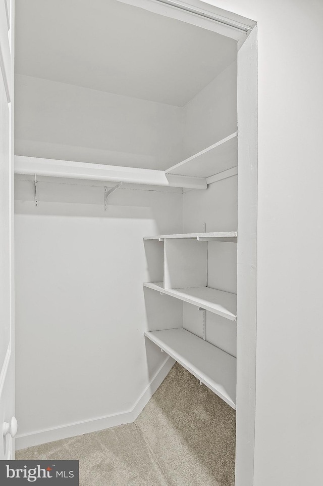 spacious closet with carpet flooring