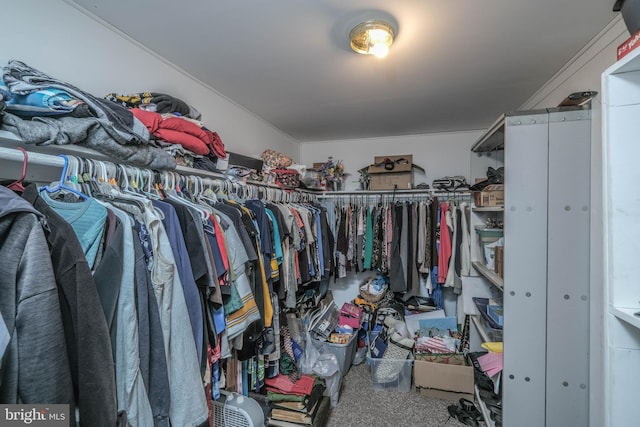 walk in closet with carpet flooring