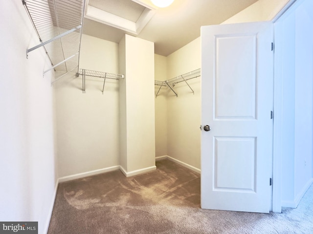 walk in closet featuring carpet floors