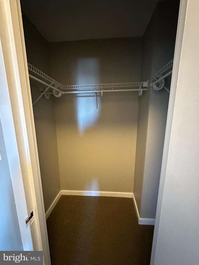 spacious closet featuring carpet flooring