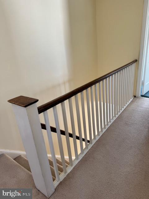 staircase featuring carpet floors