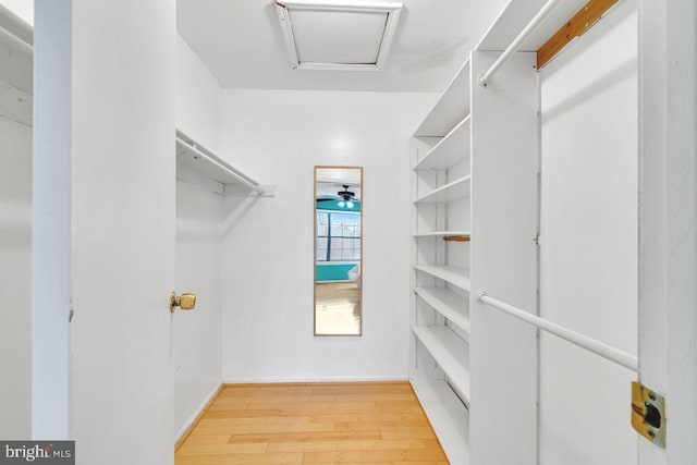 spacious closet featuring light hardwood / wood-style floors