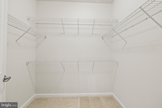 walk in closet with carpet flooring