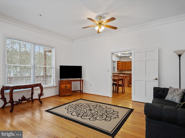 living room with ceiling fan, crown molding, and light wood-type flooring