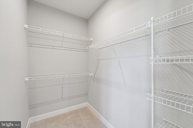 spacious closet featuring carpet