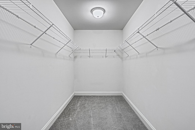 spacious closet featuring carpet flooring