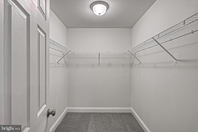 walk in closet with carpet flooring